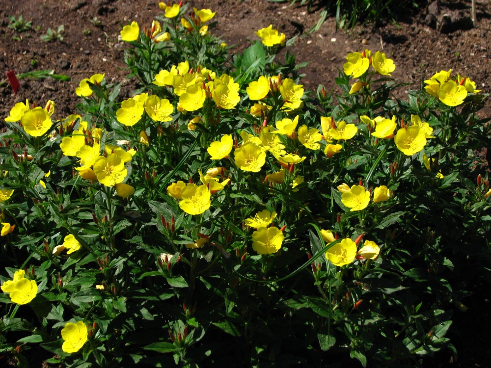 southern_sundrops